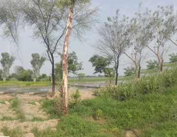 گاوں سیل